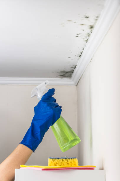 Best Professional Mold Removal  in Henderson, NC